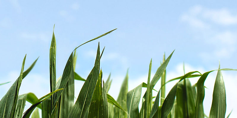 Control de plagas en agricultura con fitosanitarios