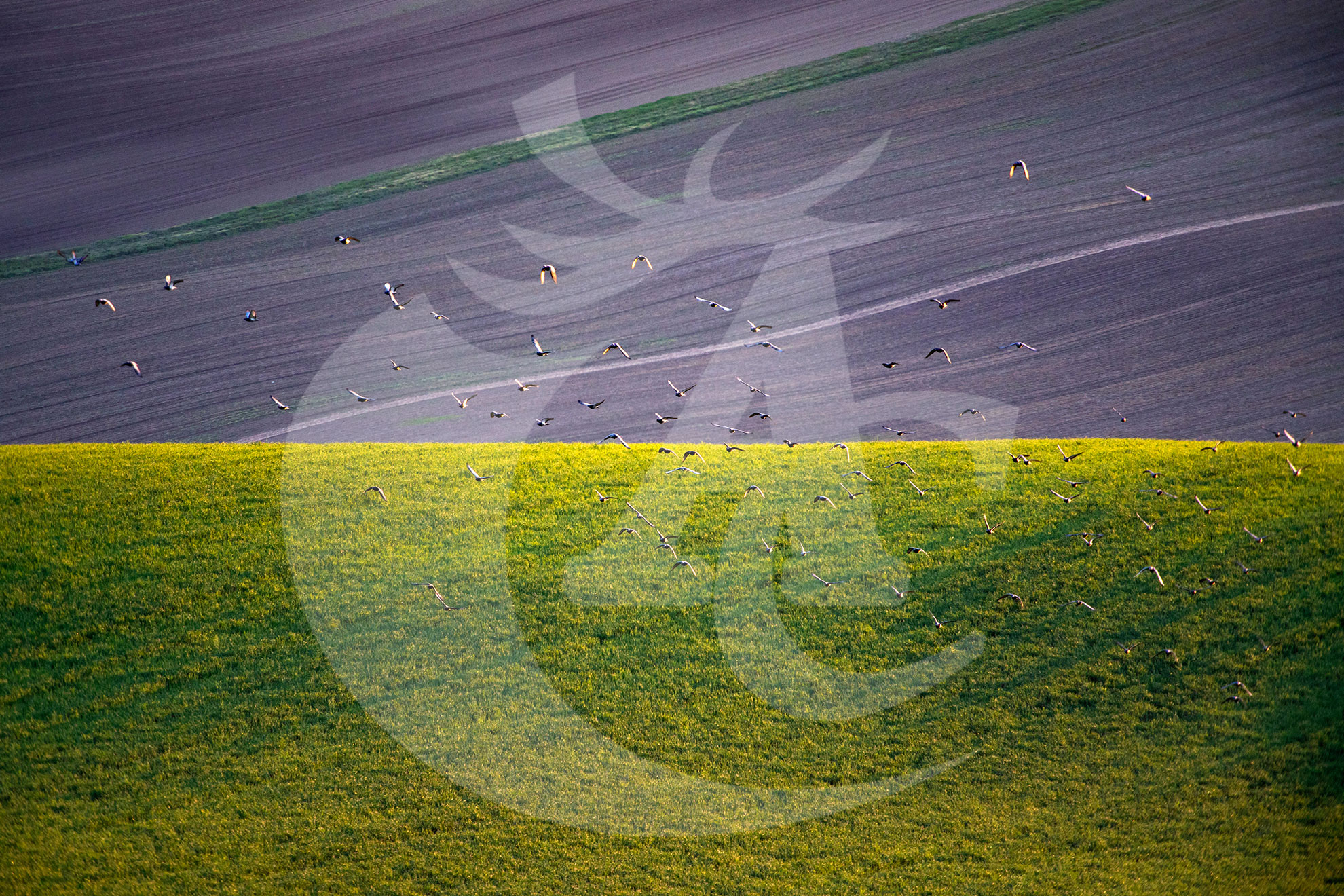 Agroquímicos Cerezo - Imagen 1
