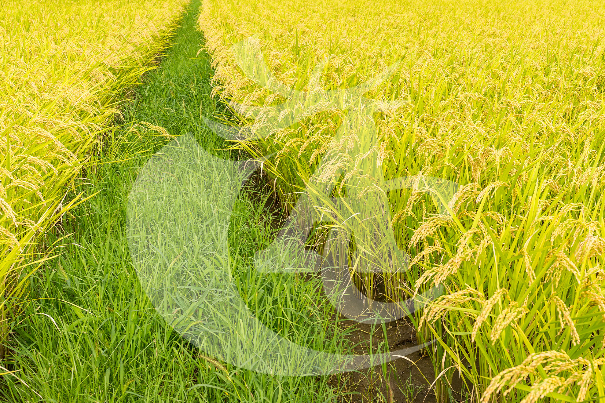 Agroquímicos Cerezo - Imagen 11