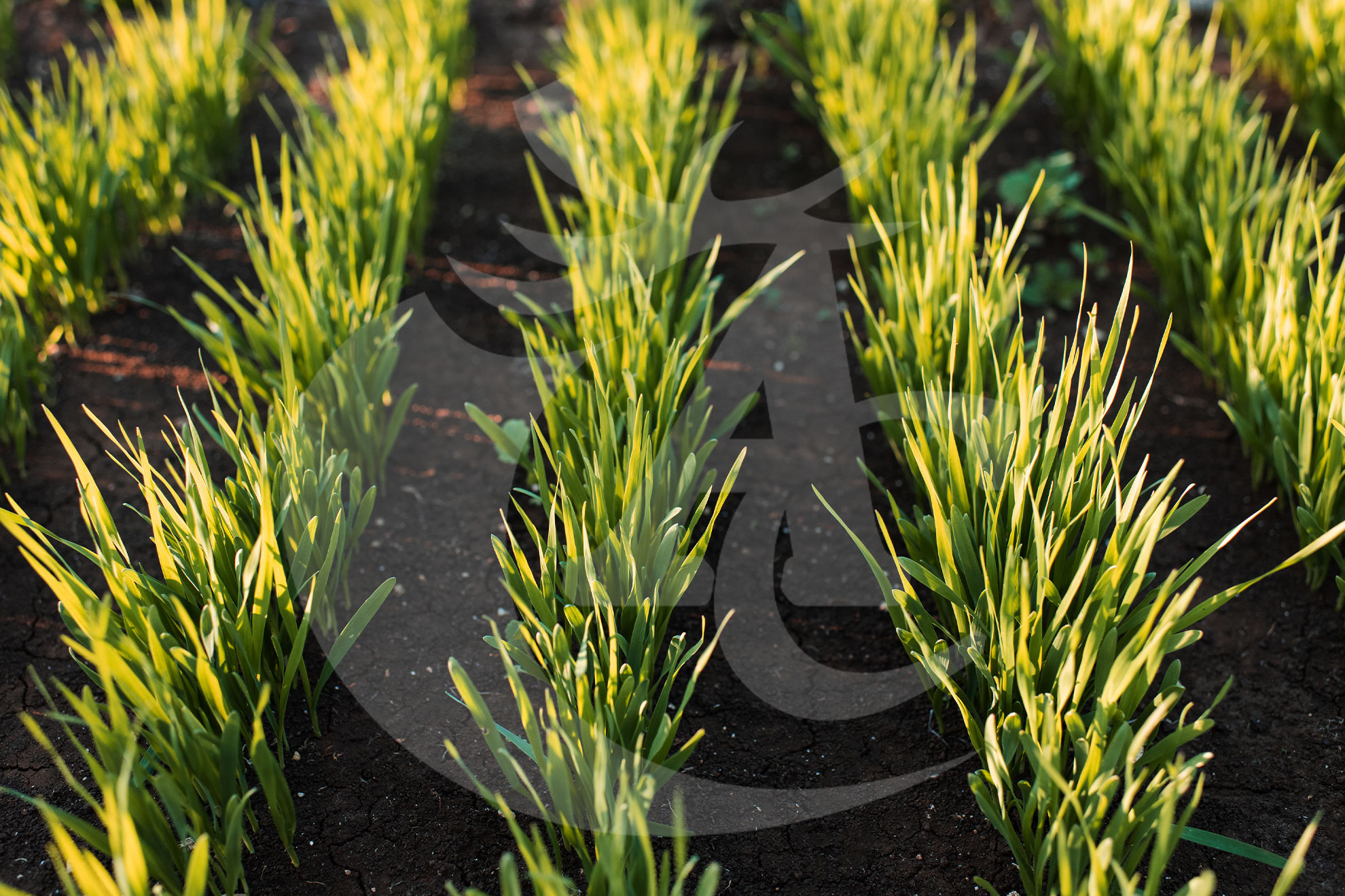 Agroquímicos Cerezo - Imagen 18