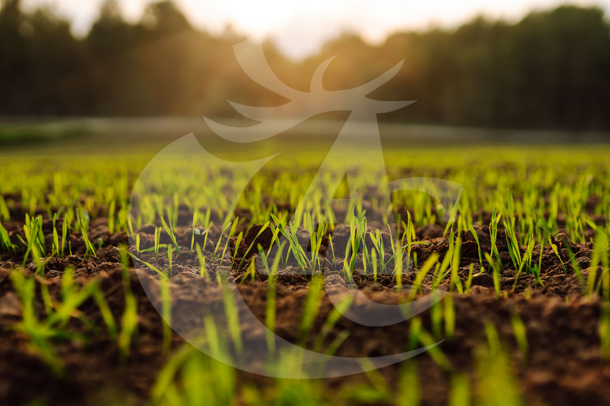 Agroquímicos Cerezo - Imagen 19
