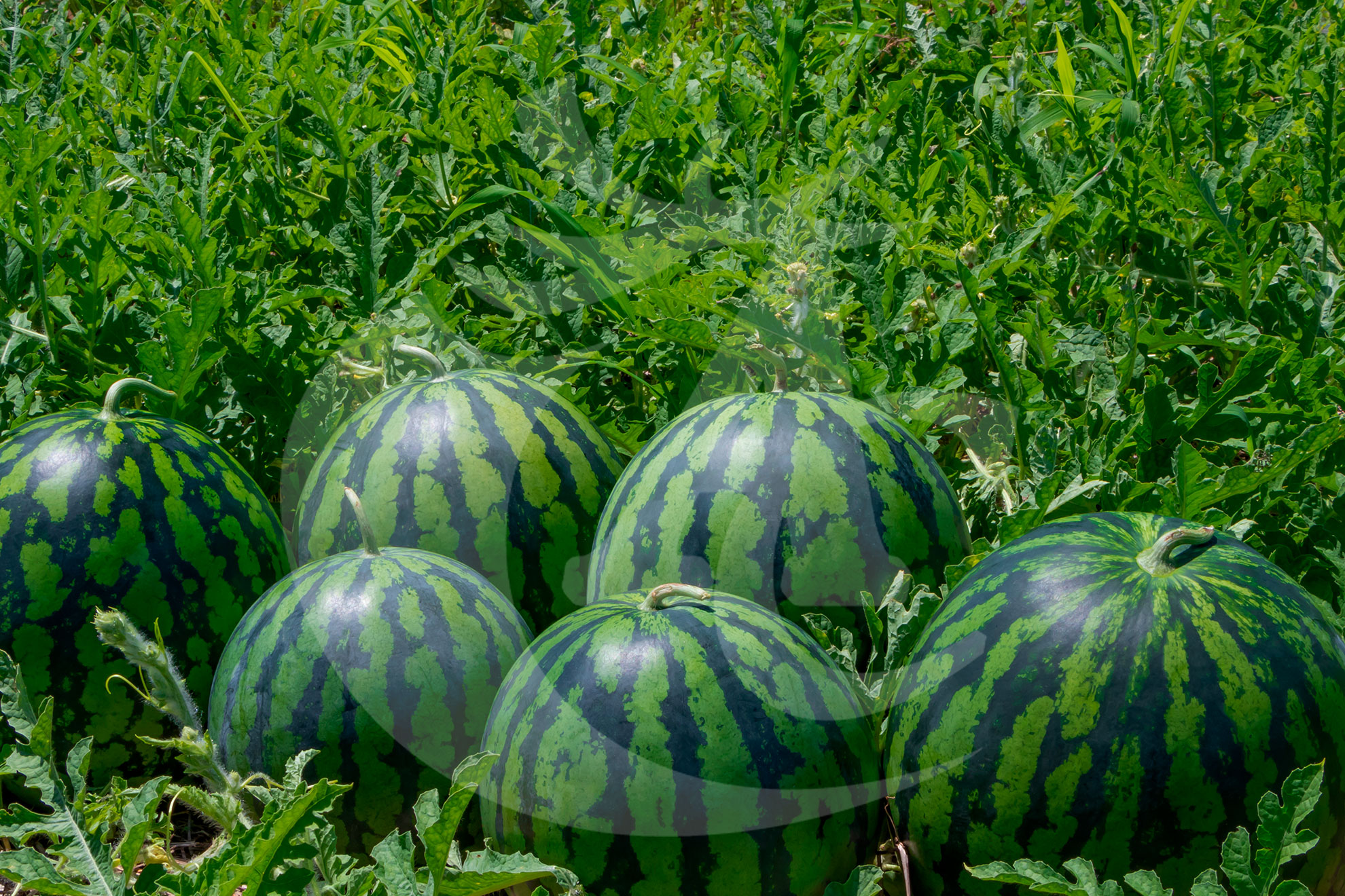 Agroquímicos Cerezo - Imagen 29