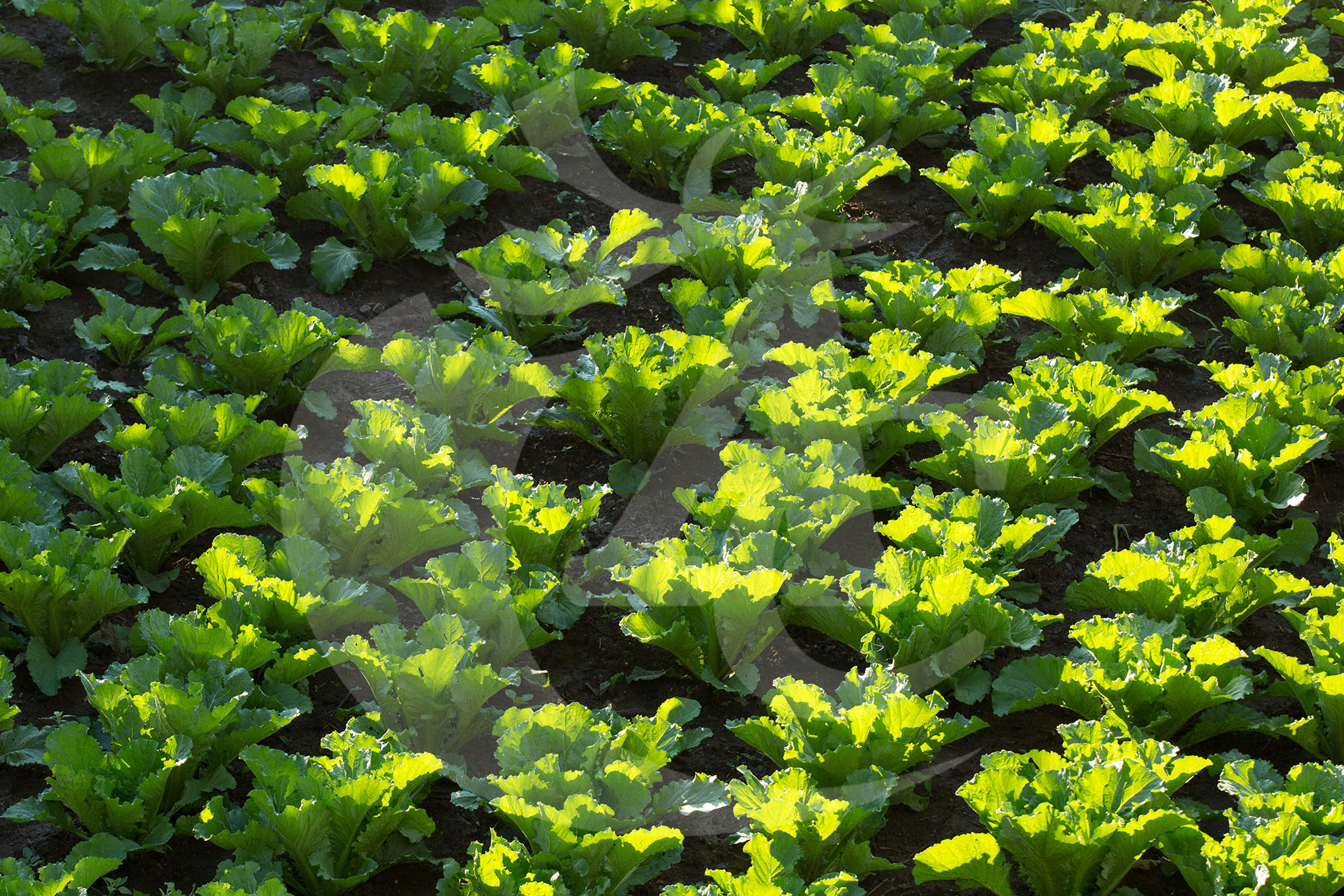 Agroquímicos Cerezo - Imagen 31